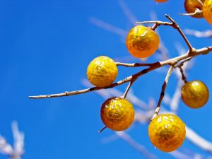 καρποί πλυσίματος ιδιότητες