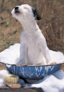 οικόσιτα ζώα οικόσιτα ζώα