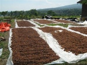 καρποί πλυσίματος ιδιότητες