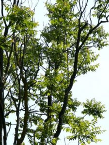 καρποί πλυσίματος ιδιότητες